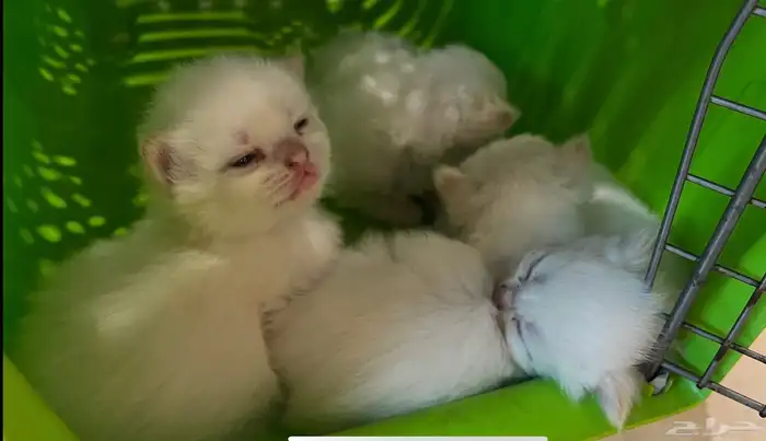 انتاج جديد مواليد1 10 2025 شيرازي مهجن لون ابيض عسلي 11