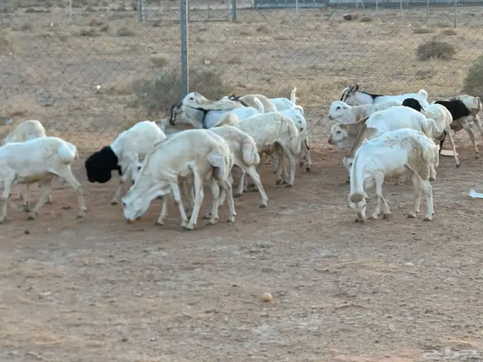 تيوس بيشيه عمر 4 شهور مرابي 42