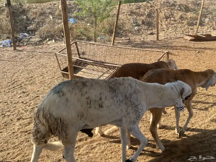 طليان سواكني وزن للمناسبات 4