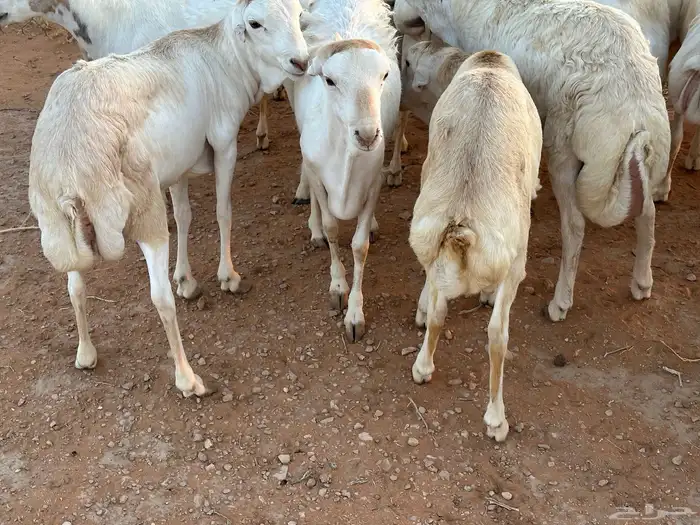 برابر ورفيديات مرابي 7