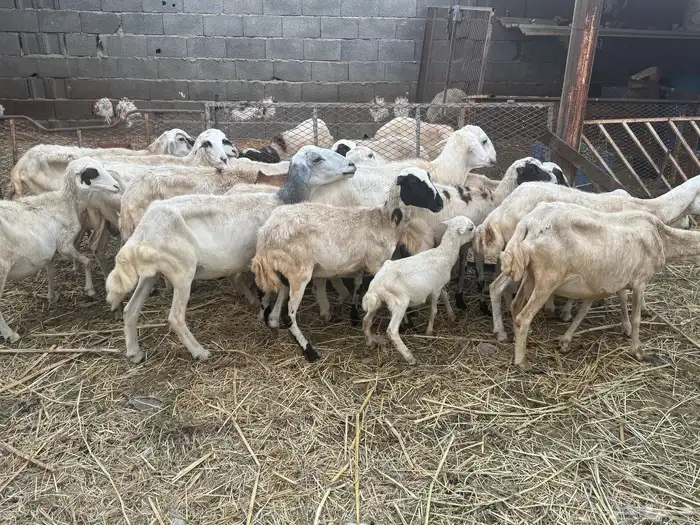 ضان بلدي للبيع 5