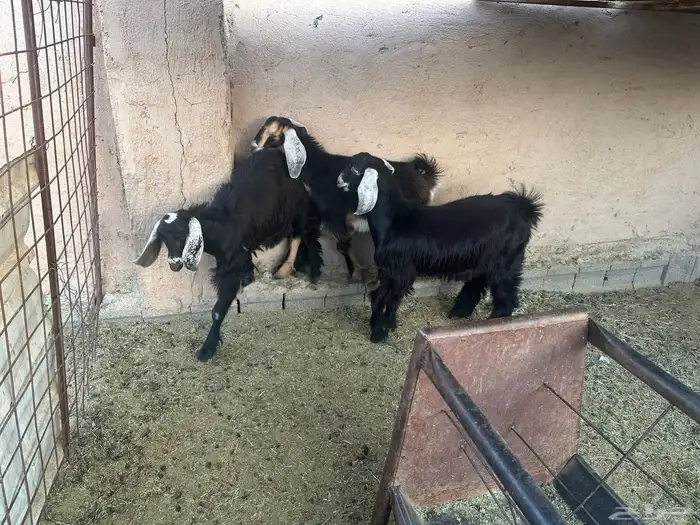 تيس وجفرتين تم البيع 4