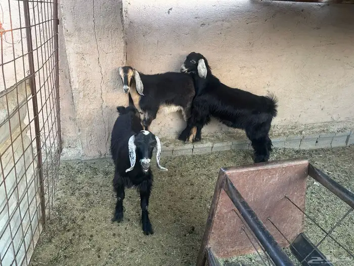 تيس وجفرتين تم البيع 3