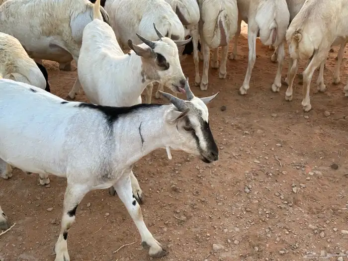 تيوس بيشيه عمر 4 شهور مرابي 34