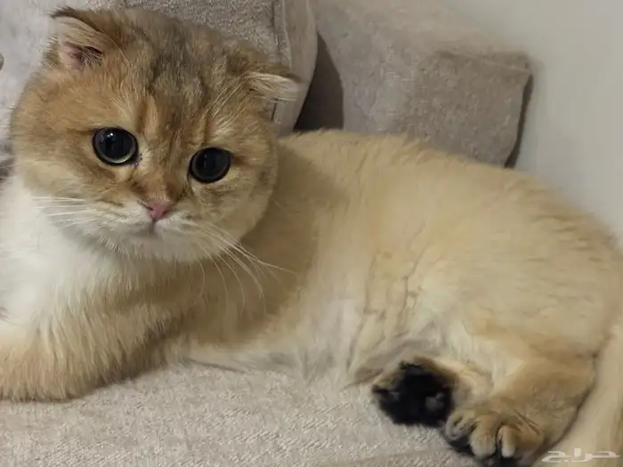 سكوتش فولد ذكر لتزاوج بدون مقابل 8