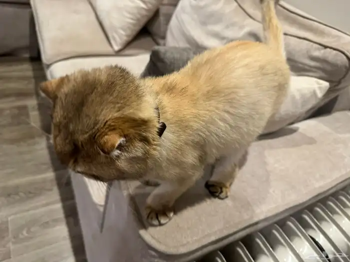 سكوتش فولد ذكر لتزاوج بدون مقابل 2