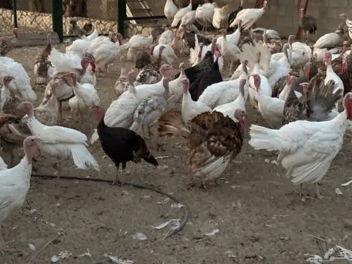 ابو معن المديان 1