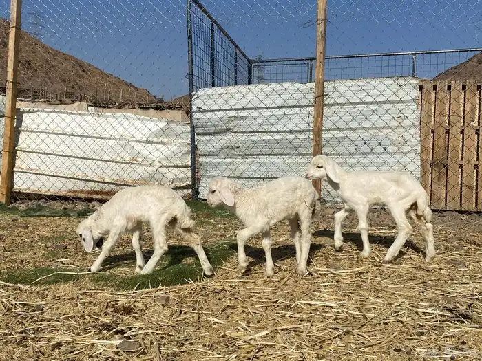 دواغير رخال تربيه يرضعن من أي شاه شرط 6