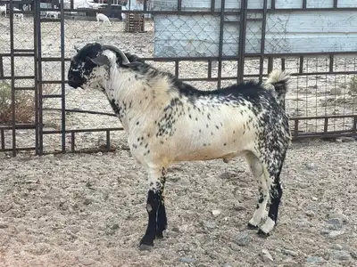 تيس بيشي 0