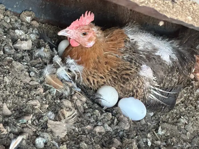 دجاج للبيع 8