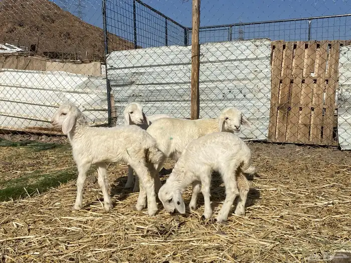 دواغير رخال تربيه يرضعن من أي شاه شرط 4