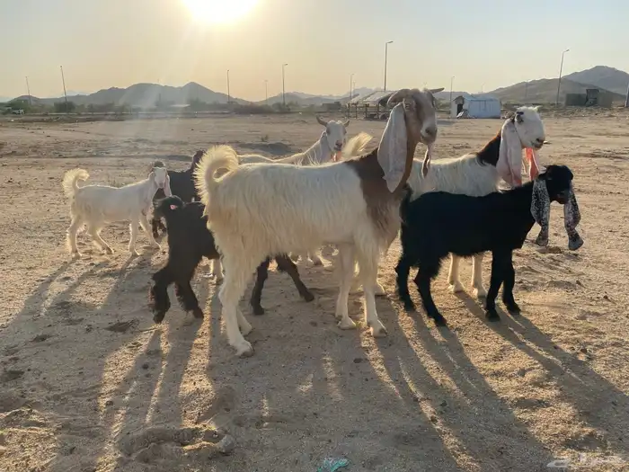 معزاء هولنديه متاويم 14