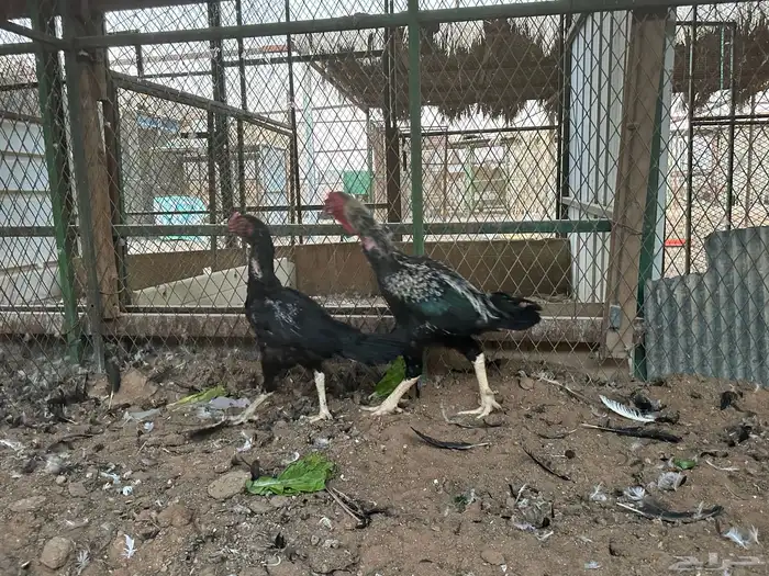 اطقم دجاج شامو - مستوى تب 15