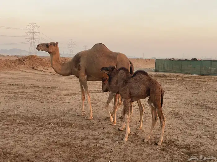 ثنتين خلفات طيبات بالحيل مصاغير تبارك الله 2