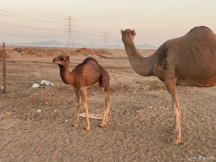 ثنتين خلفات طيبات بالحيل مصاغير تبارك الله 8
