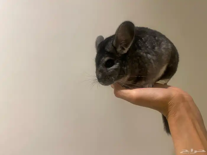 انثى شنشيلا معها 2 من اعيالها 1