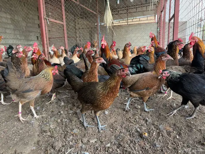 دجاج عربي عدد 25 2