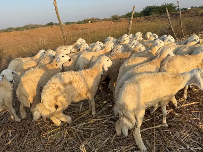 طليان ورخال حرية 6 شهور 0