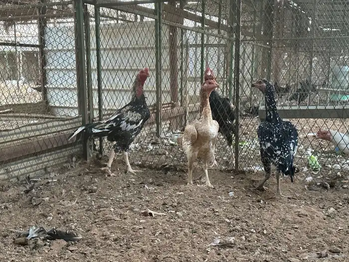 اطقم دجاج شامو - مستوى تب 3