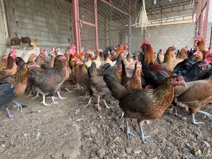 دجاج عربي عدد 25 1