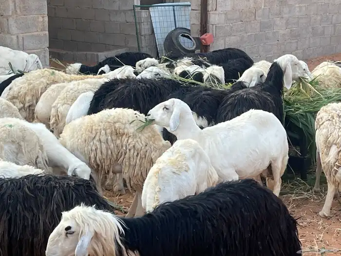 مراح حريات ونجد متابيع ودفيع 90 تحتها 4 والولاد فيها مستمر 4