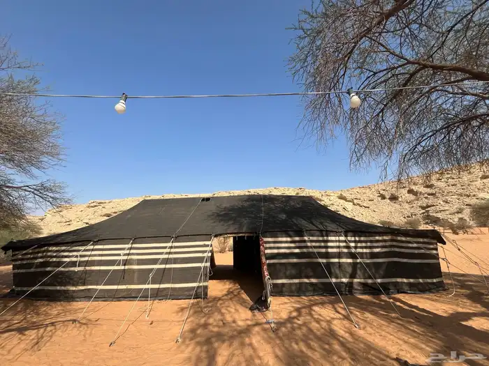 يوجد بني بيوت شعر وخيام 0