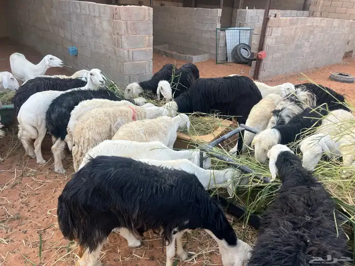 مراح حريات ونجد متابيع ودفيع 90 تحتها 4 والولاد فيها مستمر 3