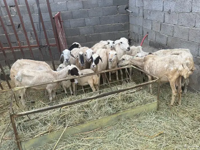 ضان بلدي للبيع 6