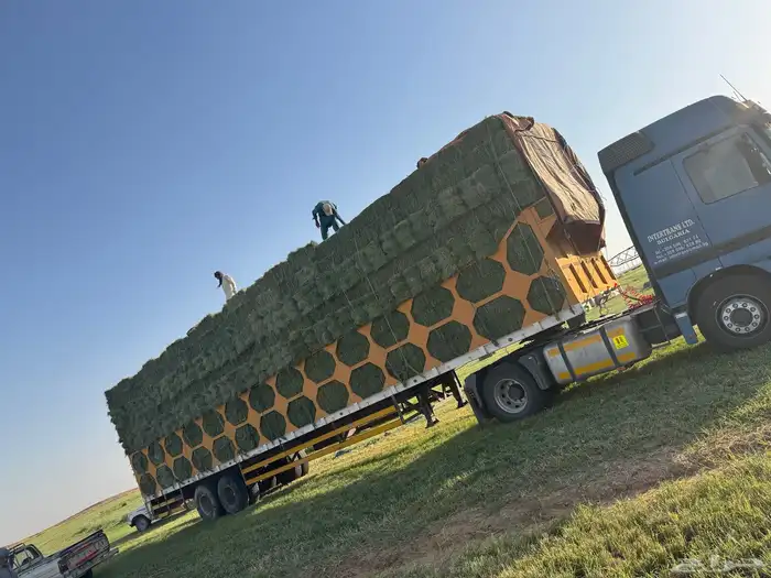 على طلب العميل برسيم رودس ذره نجم ت 4