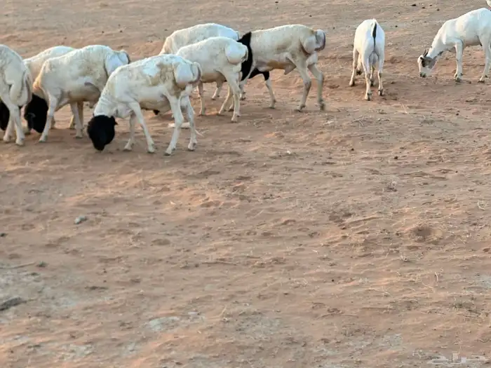 تيوس بيشيه عمر 4 شهور مرابي 48