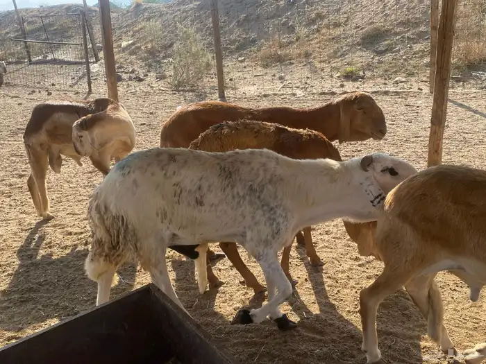 طليان سواكني وزن للمناسبات 0