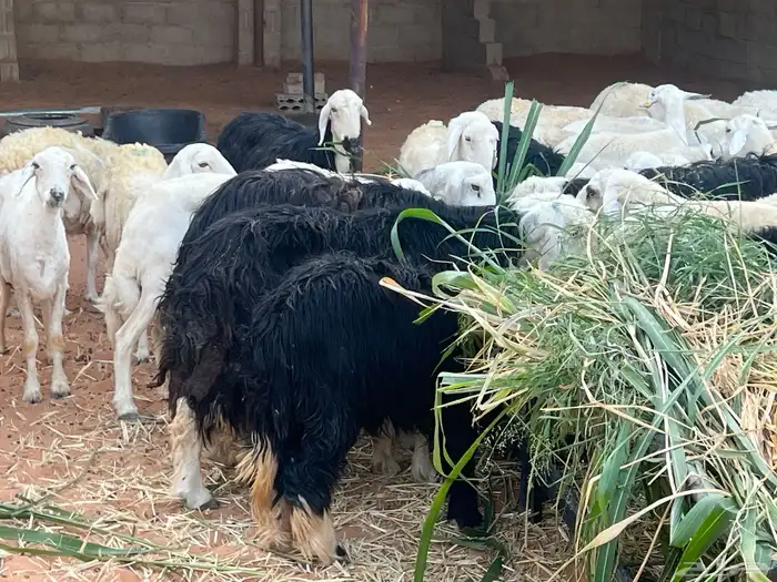 مراح حريات ونجد متابيع ودفيع 90 تحتها 4 والولاد فيها مستمر 5