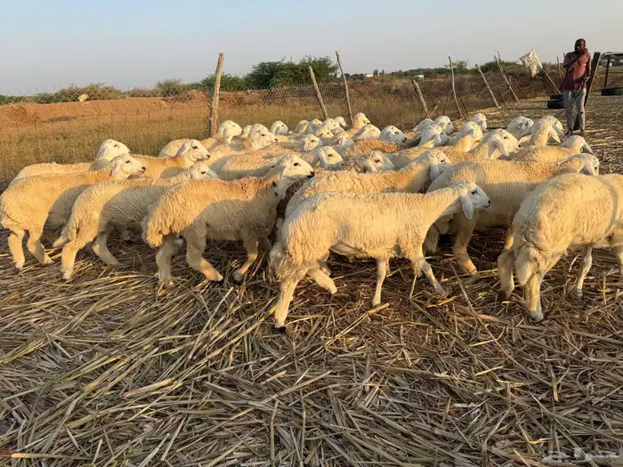 طليان ورخال حرية 6 شهور 2