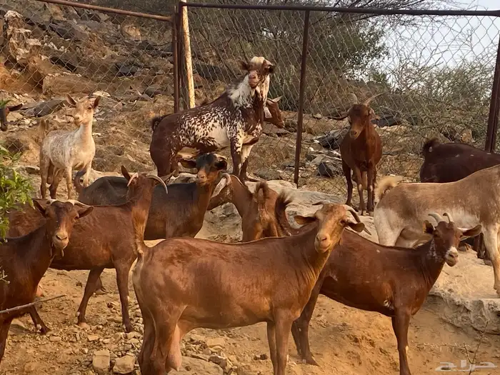ماعز دهم وشح محايل عسير 3
