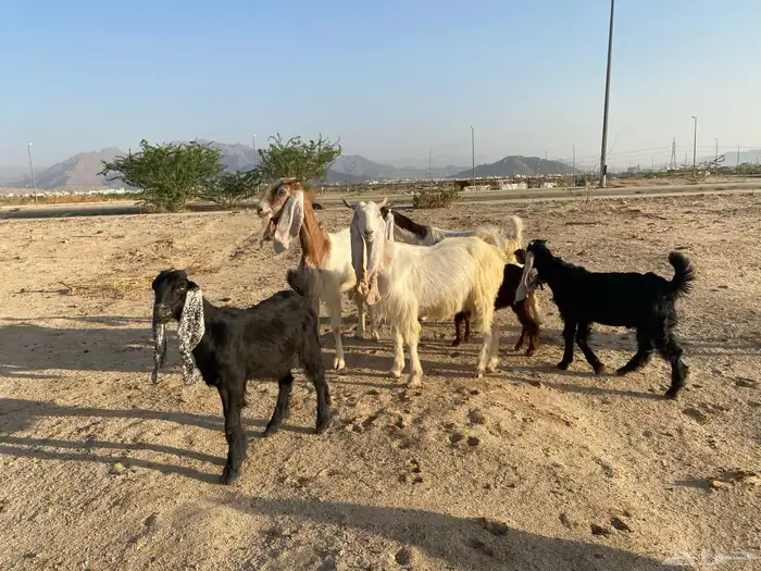 معزاء هولنديه متاويم 3