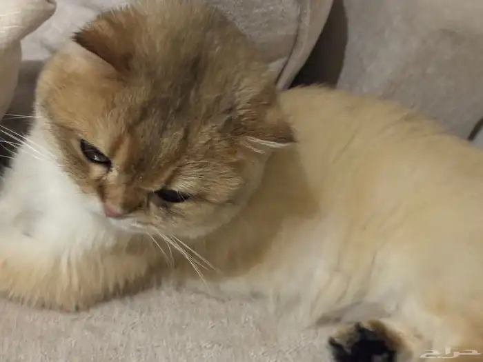 سكوتش فولد ذكر لتزاوج بدون مقابل 7