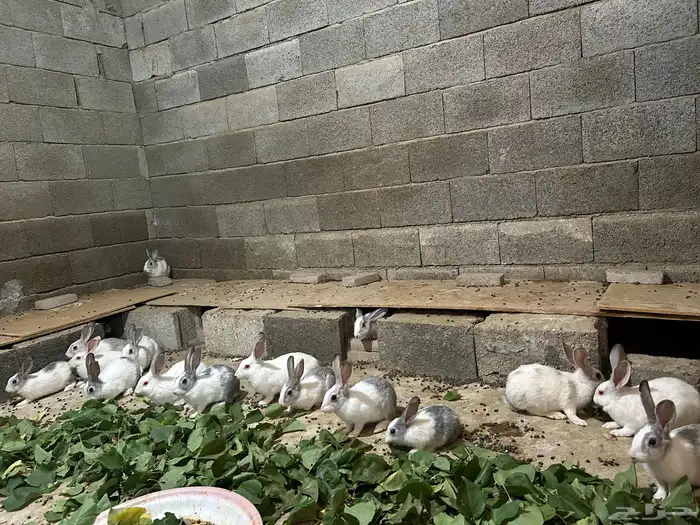 ارانب للبيع 3