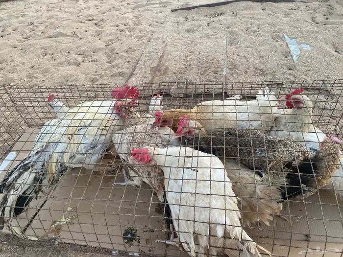 دجاج فيومي 1