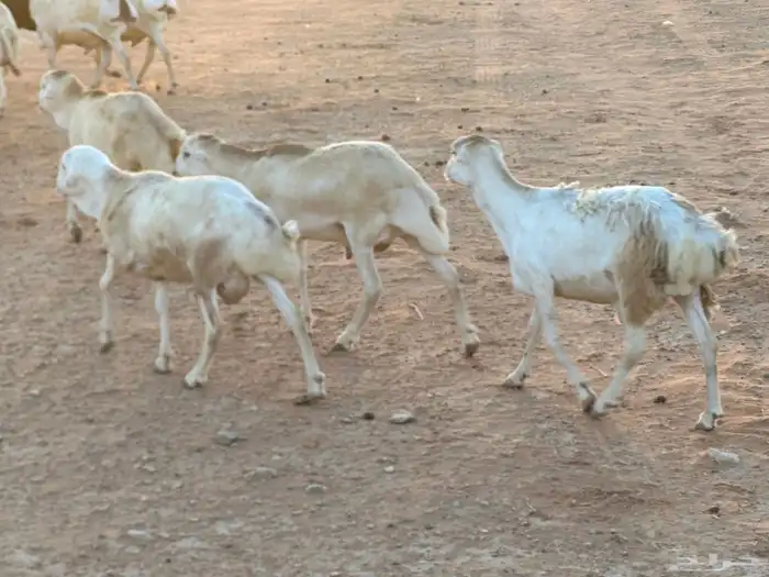 تيوس بيشيه عمر 4 شهور مرابي 44