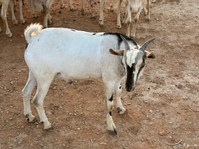 تيوس بيشيه عمر 4 شهور مرابي 31