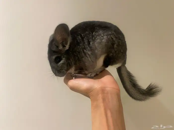 انثى شنشيلا معها 2 من اعيالها 0