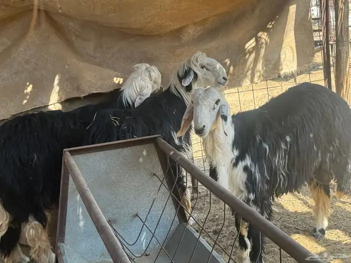 طليان نجدي جبره وفاخره. 4
