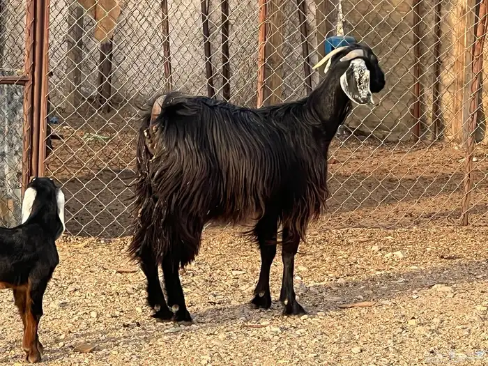 جفره والد فروع 6