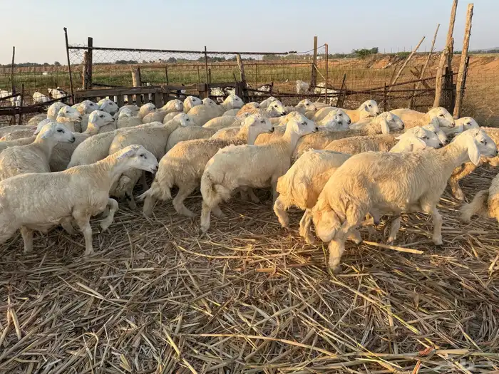 طليان ورخال حرية 6 شهور 1