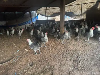 للبيع دجاج وديكه فيومي على العدد اتوقع حول 80 حبه index