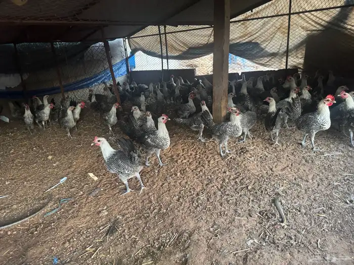 للبيع دجاج وديكه فيومي على العدد اتوقع حول 80 حبه 4