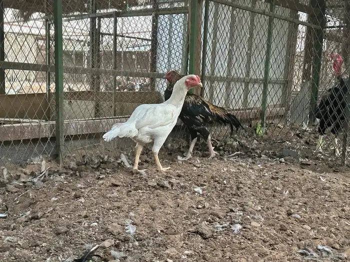 اطقم دجاج شامو - مستوى تب 6