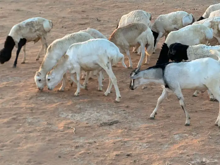 تيوس بيشيه عمر 4 شهور مرابي 52