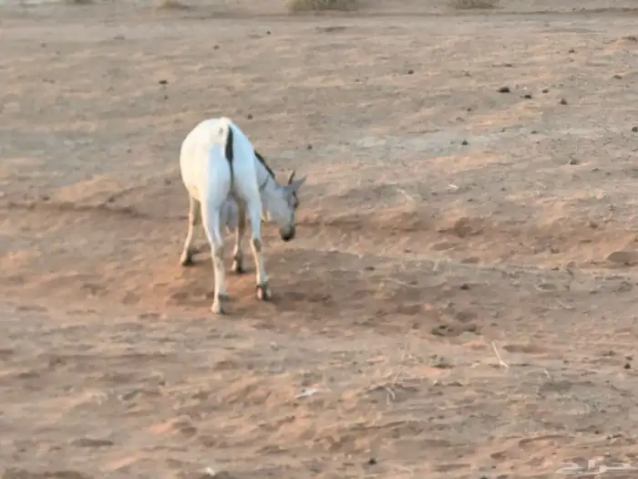 تيوس بيشيه عمر 4 شهور مرابي 46