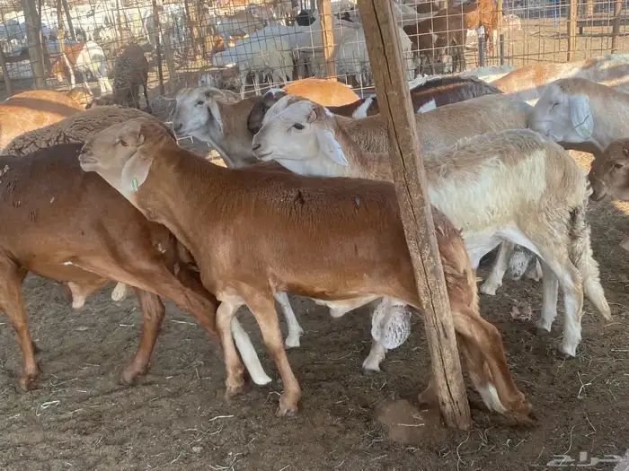 طليان سواكني وزن للمناسبات 2